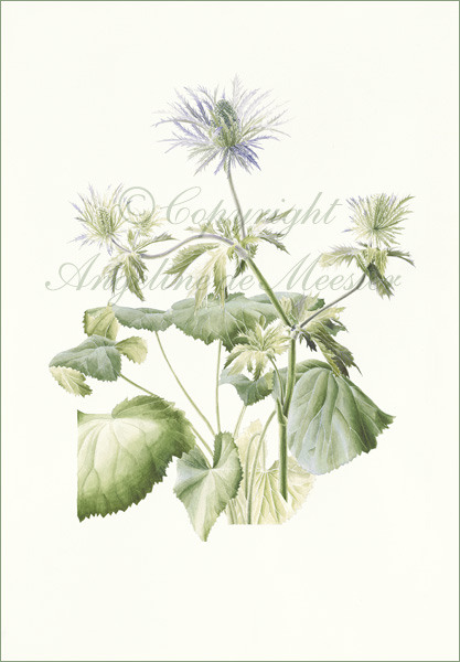 Eryngium alpinum (alpine eryngo)