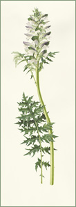 Acanthus spinosus or Bears’ Breeches: 27.5cm x 75.5cm