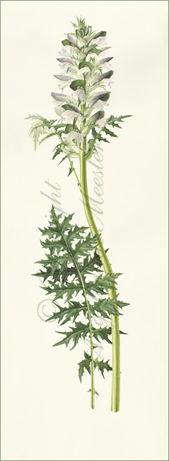 Acanthus spinosus or Bears’ Breeches