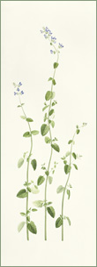 Nepeta racemosa Walker’s Low or Cat Mint: 27.5cm x 75.5cm