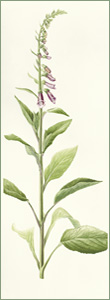 Digitalis purpurea or Fox Glove: 27.5cm x 75.5cm