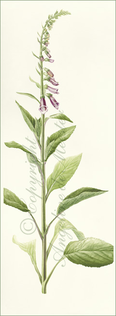 Digitalis purpurea or Fox Glove