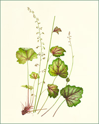 Heuchera "Green Spice"