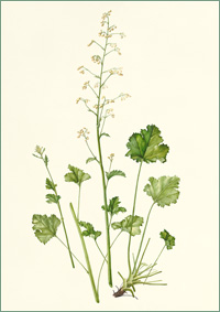 Heuchera "White Spires"