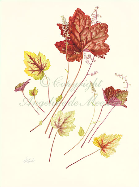 Heuchera Heucherella