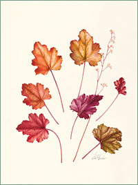 Heuchera "Peach Flambe"