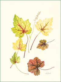 Heucherella "Stoplight