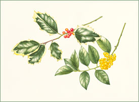 Holly Ilex aquifolia