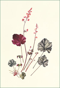 Heuchera "Hollywood"