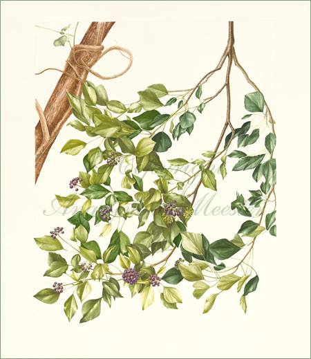 Ivy – Hedera helix