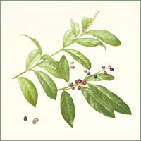 Laurel Prunus laurocerasus