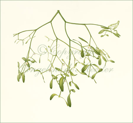 Mistletoe – Viscum album