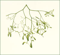 Mistletoe Viscum album