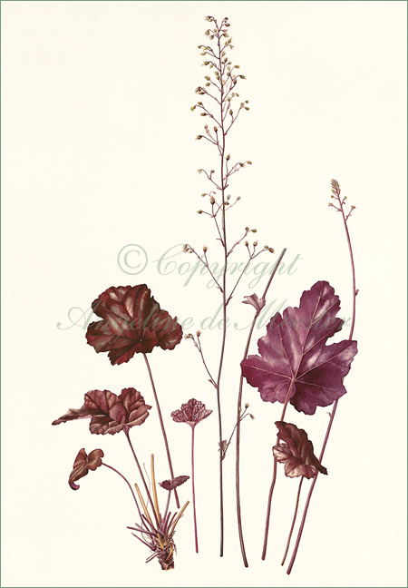 Heuchera "Obsidian"