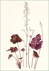 Heuchera "Obsidian"