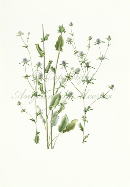 Eryngium planum (plains eryngo)