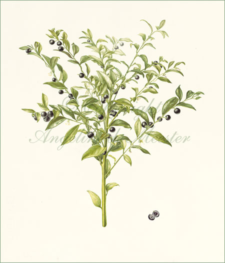 Sweet Box – Sarcococca confusa