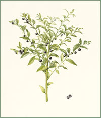 Sweet Box Sarcococca confusa 