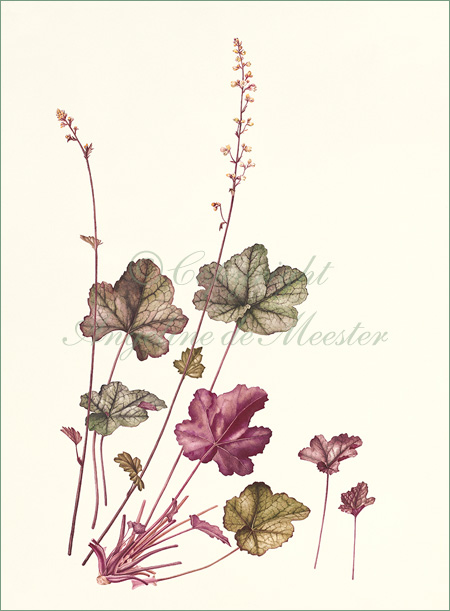 Heuchera "Silver Scrolls"