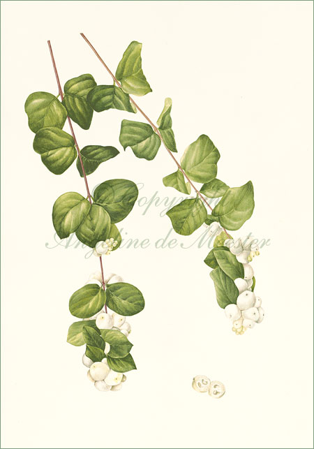 Snowberry – Symphoricarpos albus