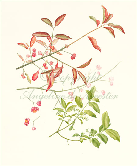 Spindle – Euonymus europaeus