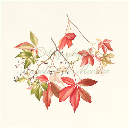 Virginia Creeper – Parthenocissus quinquefolia