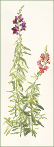 Antirrhinum majus or Snap Dragon