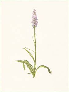 Common Spotted Orchid