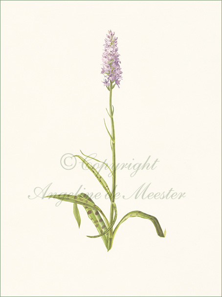 Common Spotted Orchid