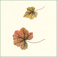 Heucherella "Stop Light"