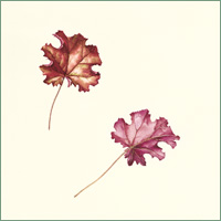 Heuchera "Prince"