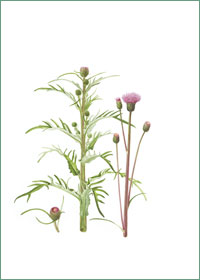 Cirsium